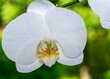 Nahaufnahme einer weißen Orchidee mit gelblicher Lippe