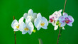beautiful orchid on a green background greenbox