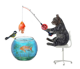 Wall Mural - A gray cat caught a goldfish from an aquarium. White background. Isolated.