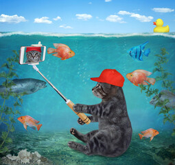 Wall Mural - A gray cat in a red cap with a smartphone sits on a seabed and takes selfie.