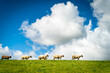 Fünf Schafe auf dem Deich