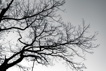 Wall Mural - Silhouette dead tree and branches on gray sky. Background for peaceful death, lonely, sad, hopeless, tranquil, and despair. Sad of nature. Death and sad emotional background. Depressed mood concept.