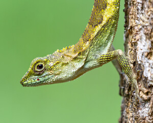 Wall Mural - Okinawa tree lizard and a green background