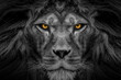 African male lion face , wildlife animal Black and white but with colored eyes 