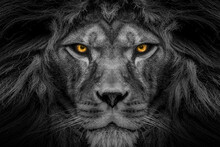 African Male Lion , Wildlife Animal Black And White But With Colored Eyes	
