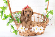Red Puppy Poodle Sits In A Basket . Studio Photography. 
