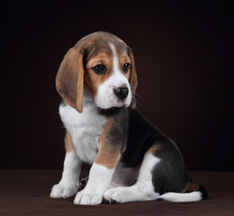 Sticker - Cute little beagle puppy sitting on brown background