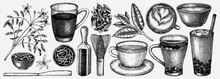 Hand-sketched Tea Drinks And Ingredients Collection. Vector Sketches Of Hot Beverage Cups, Dried Leaves, Jasmine Blossom. Green Tea, Black Tea, White Tea, Matcha Drawing For Menu Design On White