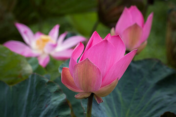 Fotomurales - Pink waterlily. Buds of lotus flowers close-up photo