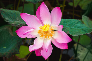 Fotomurales - Lotus, pink waterlily flower. Close up photo