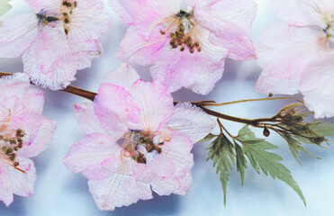 Fotomurales - Dry pink flowers of Japanese cherry, close up
