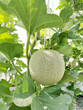 Organic melon or cantaloupe fruit on a melon tree in the greenhouse farm.