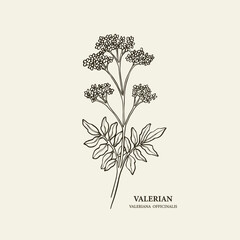 Wall Mural - Hand drawn valeriana officinalis branch illustration