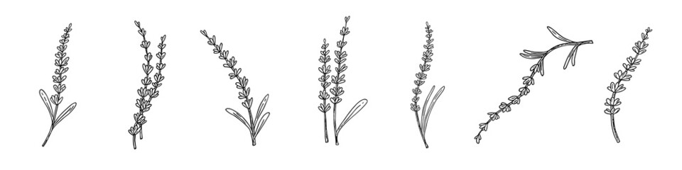 lavender set,doodle hand drawn sketch,line art.botanical floral decoration.botanical flower decorati