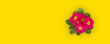 Top view of the red primula flower on a yellow summer background.