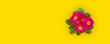 Top View Of The Red Primula Flower On A Yellow Summer Background.