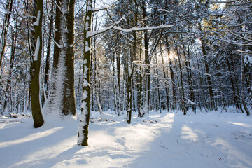 Wall Mural - sun light in the winter forest with white fresh snow and pine trees.