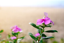 Pink Flowers On Blurry Background Of Beach By The Sea.