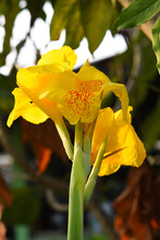 Yellow Canna Flower In The Garden.