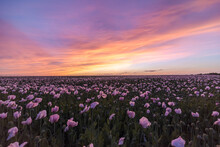 Picturesque View Of Green Field With Blooming Flowers At Sunrise