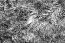 Distressed Overlay Texture Of Natural Fur, Grunge Vector Background.