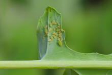 Myzus Persicae, Known As The Green Peach Aphid Or The Peach-potato Aphid, Is A Small Green Aphid Pest Of Peach, Beet And Potato Crops. It Is A Vector Of Viruses Causing Plant Diseases.