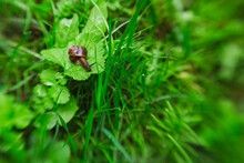 A Small Snail On A Green Blurry Background.