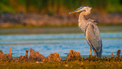 grey heron with ruffled feathers at easton's pond, newport, rhode island