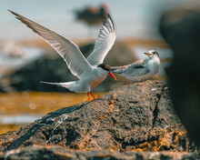 Tern Landing At Sachuest Point, Rhode Island