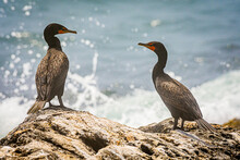 Two Cormorants At Sachuest Point, Rhode Island