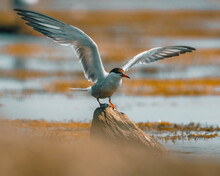 Tern Spreading Wings At Sachuest Point, Rhode Island