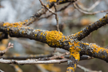 Sticker - Common orange lichen, Xanthoria parietina on branch of tree