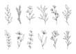 © Anastasia - Set of botanical line art floral leaves, plants. Hand drawn sketch branches isolated on white background. Vector illustration