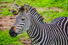 Young Zebra In Side Portrait 