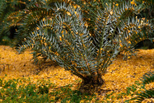 A Cycad Is Surrounded By Fall Leaves And Autumn Colors On The Ground.