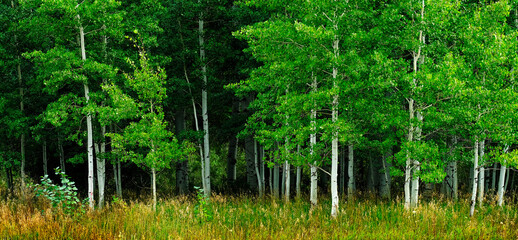  Aspen Trees White Trunk Lush Green in Summer Forest Wilderness