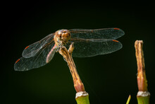 A Common Darter Dragonfly Resting On A Plant