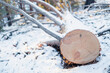 fallen pine on the snow, cleaning overmature trees in the forest