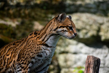 Leopardus Tigrinus, Tigrillo En Su Hábitat Natural En Un Día Soleado