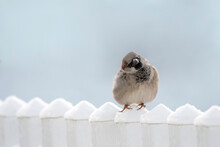 Cute Curious Little Brown, House Finch Sitting On Snow Covered White Fence Posts With Blue Sky Copy Space Background