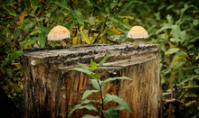 Two Mushrooms On A Tree Stump