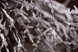 Fototapeta Natura - winter frost ice snow trees plants