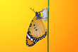 Closeup   beautiful  Monarch Butterfly and  Chrysalis