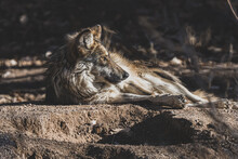 Mexican Gray Wolf Adult Is Resting In The Shad Of The Forest On A Sunny Day