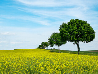 Row of trees on the hill next to green fields in spring