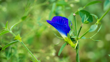 Clitoria Ternatea, Commonly Known As Asian Pigeonwings, Bluebellvine, Blue Pea, Butterfly Pea, Cordofan Pea And Darwin Pea, Is A Plant Species Belonging To The Family Fabaceae