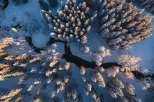 Vue Aérienne Drone Verticale D'une Forêt De Sapins Enneigés Traversée Par Une Rivière (Valserine, Jura, France). Lumière Rasante Coucher De Soleil.