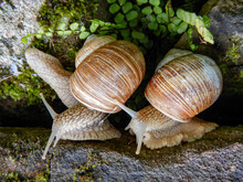 Two Land Snails Before Mating, Helix Pomatia