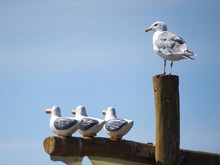 Seagull Company Monitoring Seawall Traffic