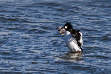 Sticker - The common Goldeneye (Bucephala clangula), drake on the river.